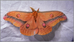 Opodiphthera loranthi