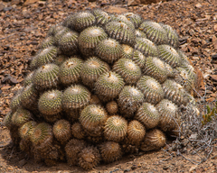 Copiapoa cinerascens