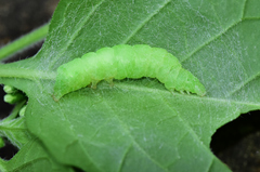 Chrysodeixis chalcites