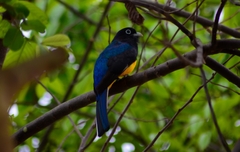 Trogon viridis
