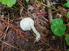 Lepiota rubrotinctoides