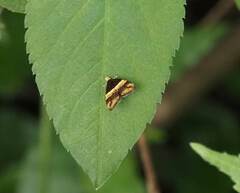 Choreutis basalis