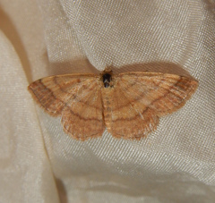 Scopula rubiginata