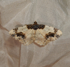 Ligdia adustata