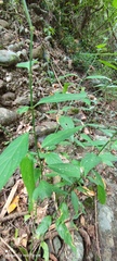 Hypoestes cumingiana