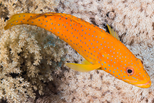 Coral Grouper