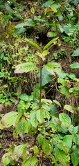 Viburnum mullaha