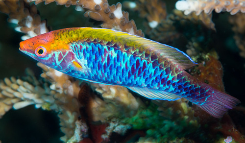 Orangeback Wrasse — seen at this dive site