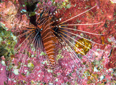 Pterois antennata