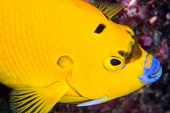 Apolemichthys trimaculatus