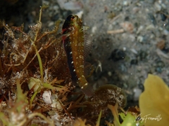 Helcogramma decurrens
