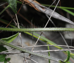 Salvia podadena