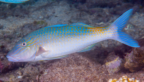 Blue goatfish (Parupeneus cyclostomus) — Mullidae — 3
