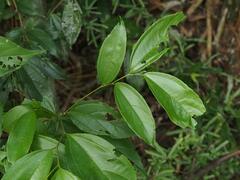 Celtis tetrandra