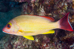 Lutjanus fulvus