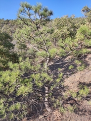 Pinus nigra pallasiana