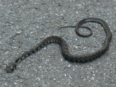 Rhabdophis tigrinus tigrinus