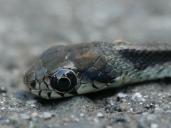 Rhabdophis tigrinus tigrinus