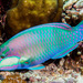 Bleeker's Parrotfish - Photo (c) François Libert, some rights reserved (CC BY-NC-SA), uploaded by François Libert