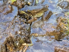 Lithobates okaloosae