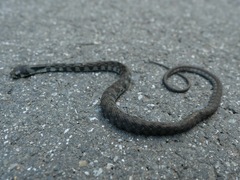 Rhabdophis tigrinus tigrinus