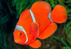 Amphiprion biaculeatus