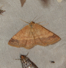 Scopula rubiginata