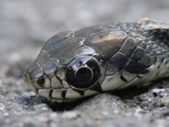 Rhabdophis tigrinus tigrinus