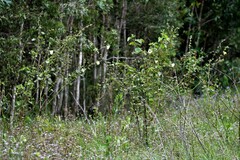 Hibiscus diversifolius diversifolius