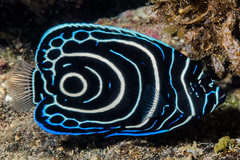 Pomacanthus imperator