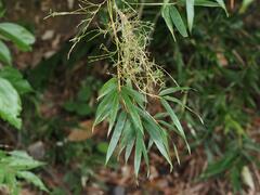 Phyllostachys edulis