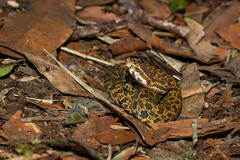 Protobothrops jerdonii