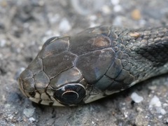 Rhabdophis tigrinus tigrinus