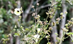 Hibiscus diversifolius diversifolius