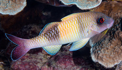 Parupeneus insularis