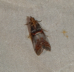Acrobasis