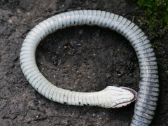 Rhabdophis tigrinus tigrinus