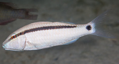 Parupeneus barberinus