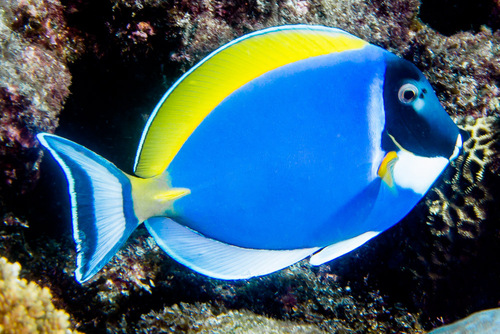 Blue surgeonfish (Acanthurus leucosternon) — Acanthuridae — 2