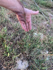 Aristida purpurea