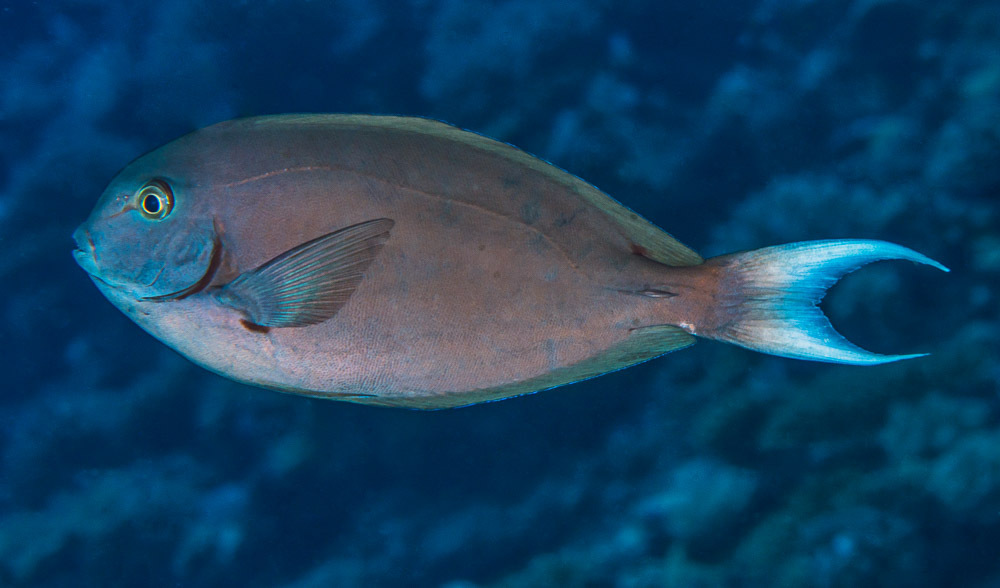 Thompson's Surgeonfish