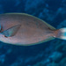 Whitetail Surgeonfish - Photo (c) François Libert, some rights reserved (CC BY-NC-SA), uploaded by François Libert