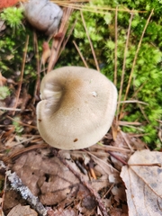 Ampulloclitocybe clavipes