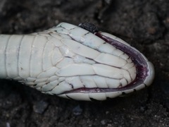 Rhabdophis tigrinus tigrinus