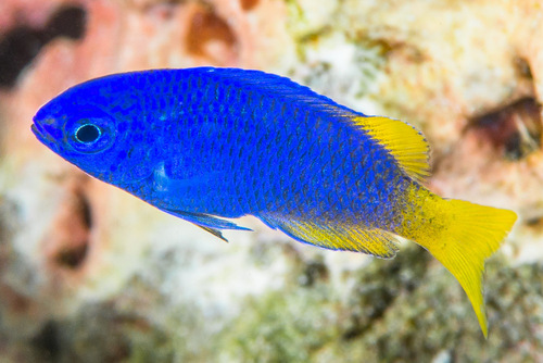 Peacock Damsel