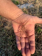 Aristida purpurea