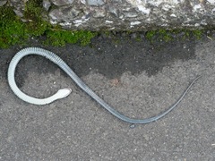 Rhabdophis tigrinus tigrinus