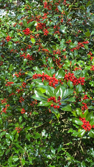 Ilex cassine
