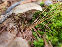 Ampulloclitocybe clavipes