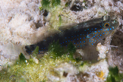 Asterropteryx semipunctata